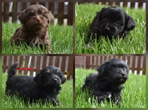 Bolonka Zwetna Welpen Hündin und Rüden mit Ahnentafel