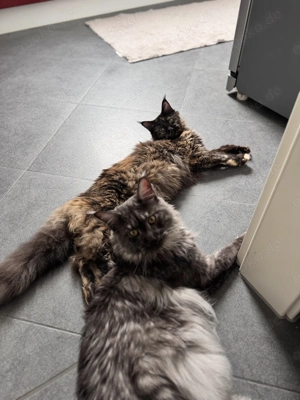 Wurfankündigung Maine Coon Kitten März 2026 