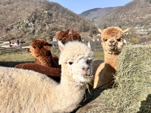 Alpaka Stuten Huacaya