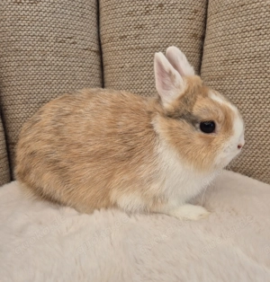 Farbenzwerg Rammler, Zwergkaninchen kleinbleibend