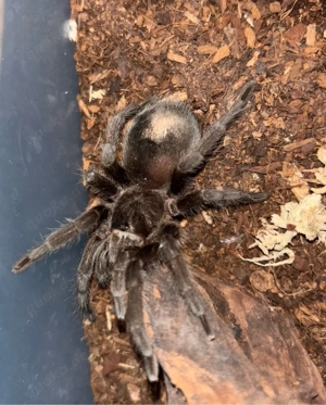 grammostola pulchra