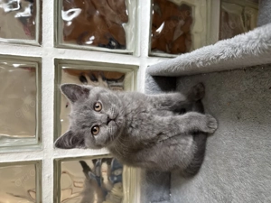 Eine charmante BKH-Kitten suchen ein liebevolles Zuhause Bild 7