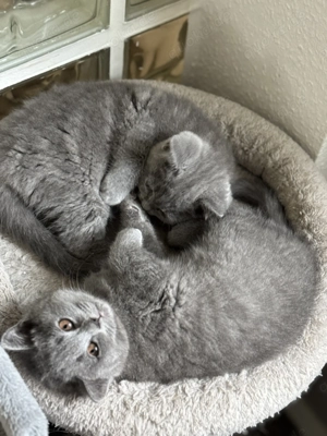 Eine charmante BKH-Kitten suchen ein liebevolles Zuhause Bild 8