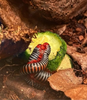 tonkinbolus dollfusi Tausendfüßer