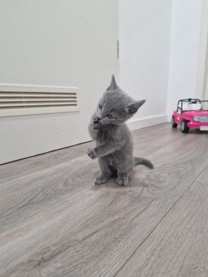 Russisch Blaue Katze Bild 3