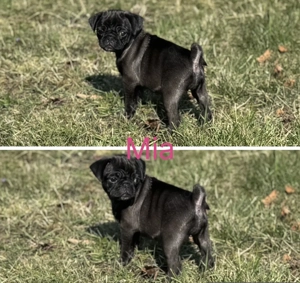 Edel schwarze Altdeutsche Möpse