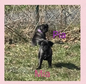 Edel schwarze Altdeutsche Möpse