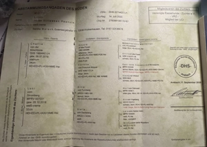 Edel schwarze Altdeutsche Möpse Bild 6