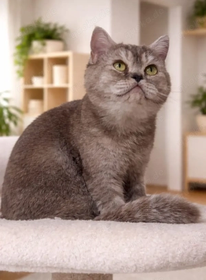 Herzenskatze sucht ihr Glück   sanfte BKH-Dame abzugeben