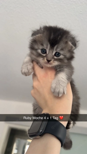 Maincoon Somali Kitten