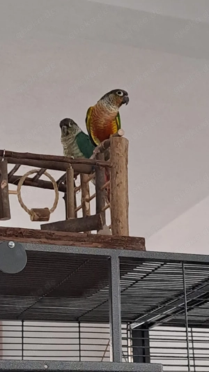 Wir suchen für unsere zwei Grünwangen-Rotschwanzsittiche ein wirklich passendes Zuhause.