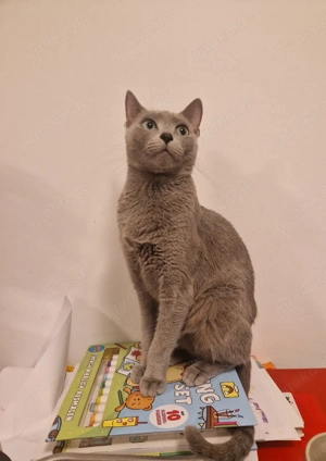 Russisch Blaue Katze Bild 4