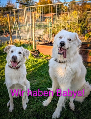 Herdenschutzwelpen suchen liebevolles Zuhause  Bild 2