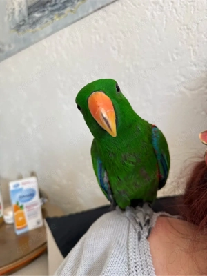 Edelpapagei Jungvogel (Männchen) 