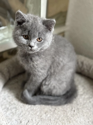 Eine charmante BKH-Kitten suchen ein liebevolles Zuhause Bild 3