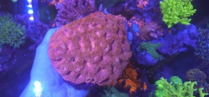 acanthastrea bowerbanki ultra 15cm