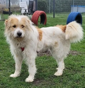 Sella - unsere schöne Hundedame - zum Verlieben