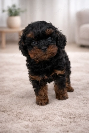 Zuckersüße Shih-Poo & Zwergpudel Welpen