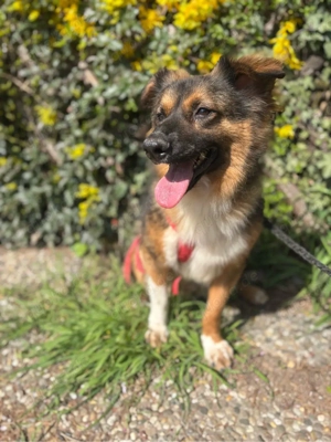 Coolio sucht sein Zuhause