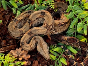 1.1 Boa imperator - reine Costa Rica Boas