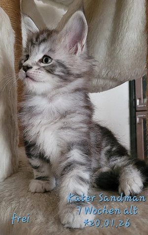 Maine Coon Kätzchen, typvoll mit Stammbaum