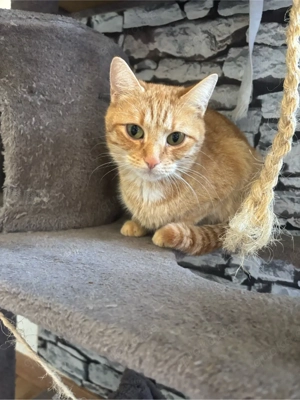 In gute Hände abzugeben 