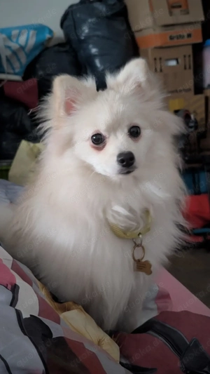 Zwergspitz Deckrüde gesucht 