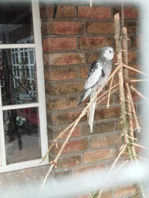 Nymphensittich Hahn zu verkaufen 