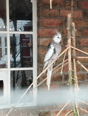 Nymphensittich Hahn zu verkaufen 