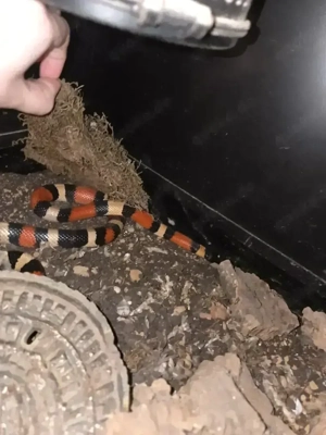 Königsnatter männlich