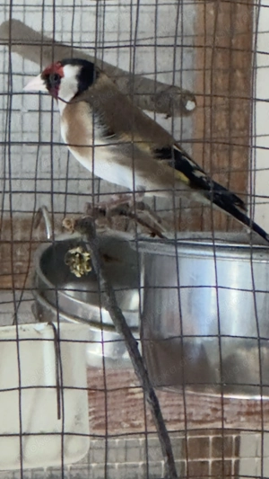 Ein Distelfink Hahn azugeben von 24 