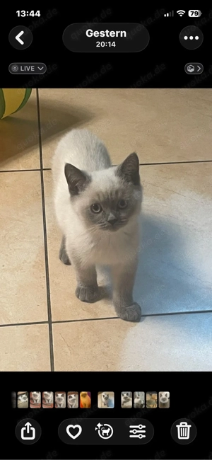 Bkh- Ragdoll Kitten