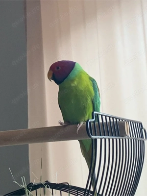 Pflaumenkopfsittich Hahn 