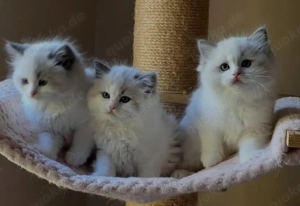Liebevolle Ragdoll Babys bereit für ihr neues Zuhause