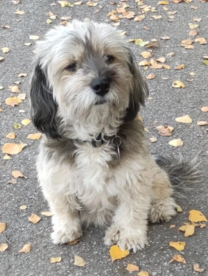 Havaneser Hündin 11 Jahre 