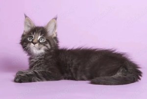  Wochen alte Maine-Coon-Kätzchen. 