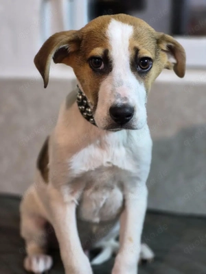 Joker und Mavi suchen ein Zuhause mit entsprechender Zeit und Kenntnis. Die zwei Geschwister