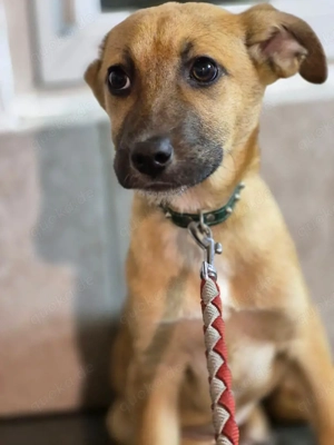 Joker, Mavi und Sontje suchen ein Zuhause mit entsprechender Zeit und Kenntnis. Die drei Geschwister