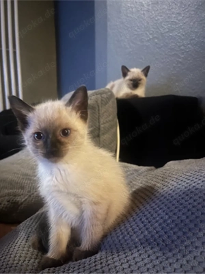 Siam Heilige Birma Kitten   