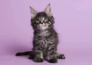 ..14 Wochen alte Maine-Coon-Kätzchen Bild 4