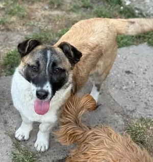 Snitel - kleine fröhliche Hundedame - sucht Anschluss