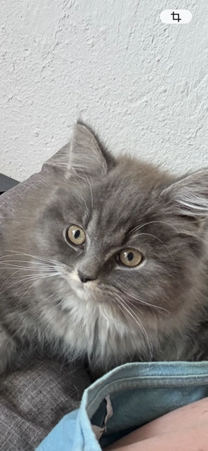 BLH Mädchen 14 Wochen