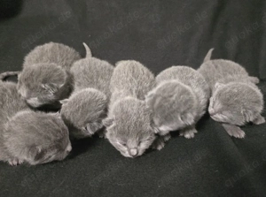 Russisch Blau Kitten