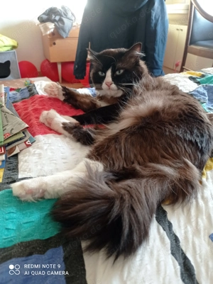 Deckkater männlich  Bild 5