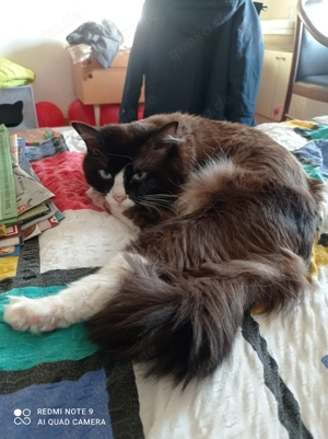 Ragdoll mit Stammbaum 