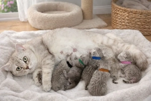 Wunderschöne BKH Kitten 