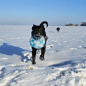 Welpe o Junghund als Zweithund Bild 2
