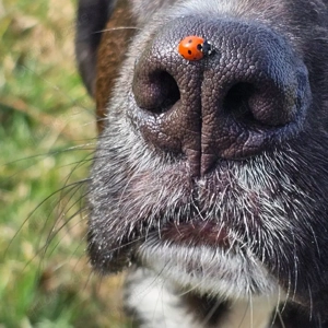 Welpe o Junghund als Zweithund