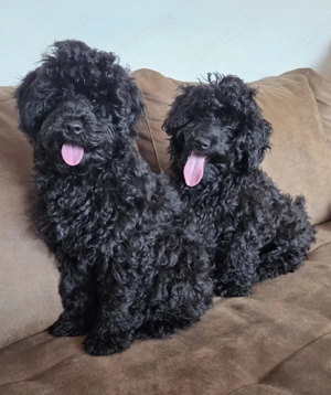 Maltipoo Zwergpudel Welpen 