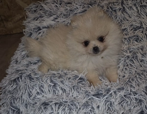 Süße Kleine Pomeranien Spitz